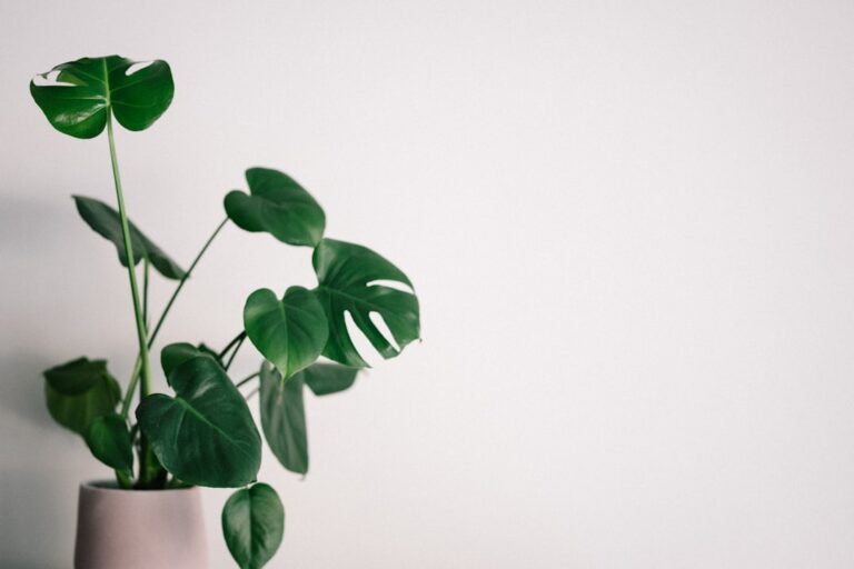 Photo Houseplant